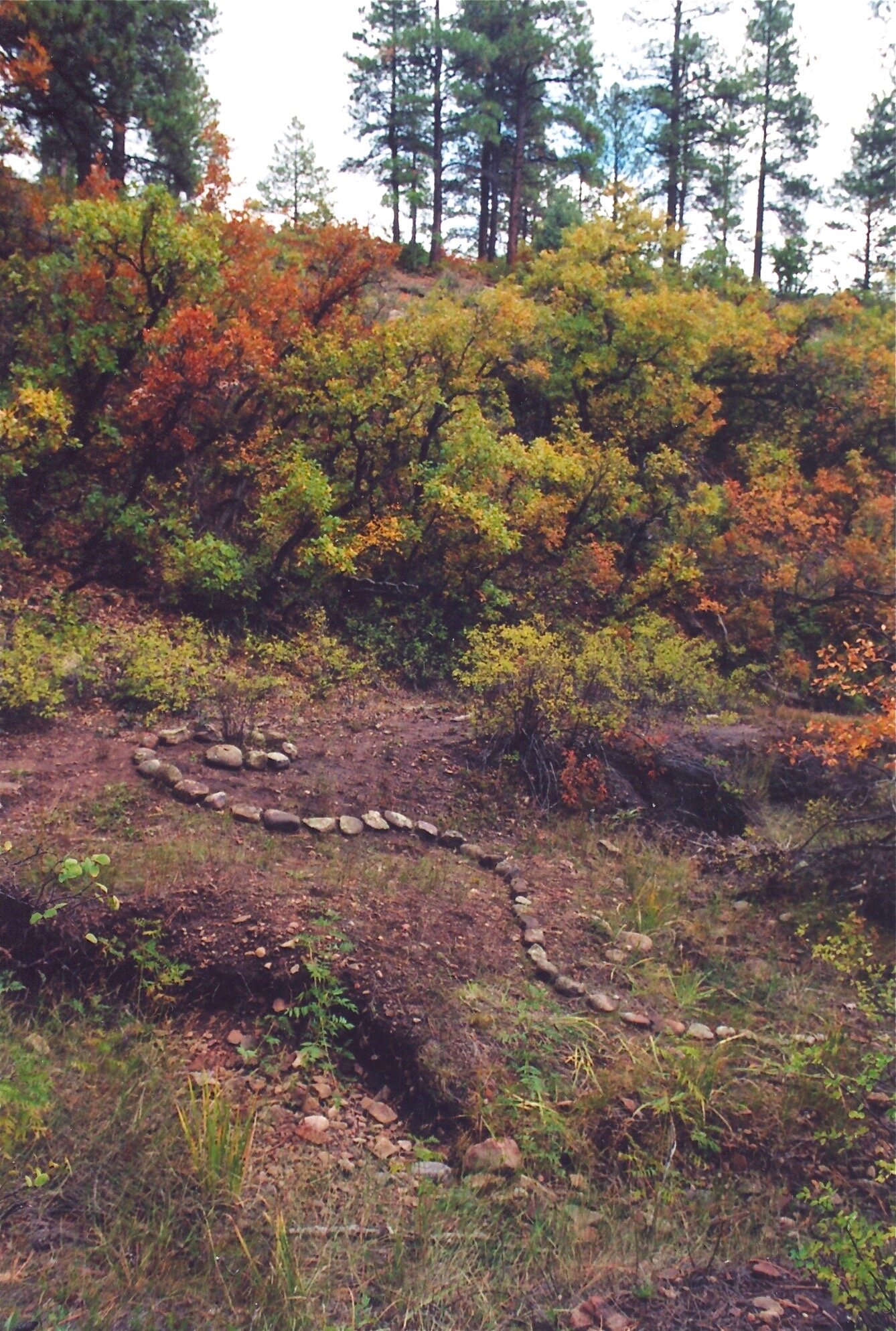 Lichen Spiral