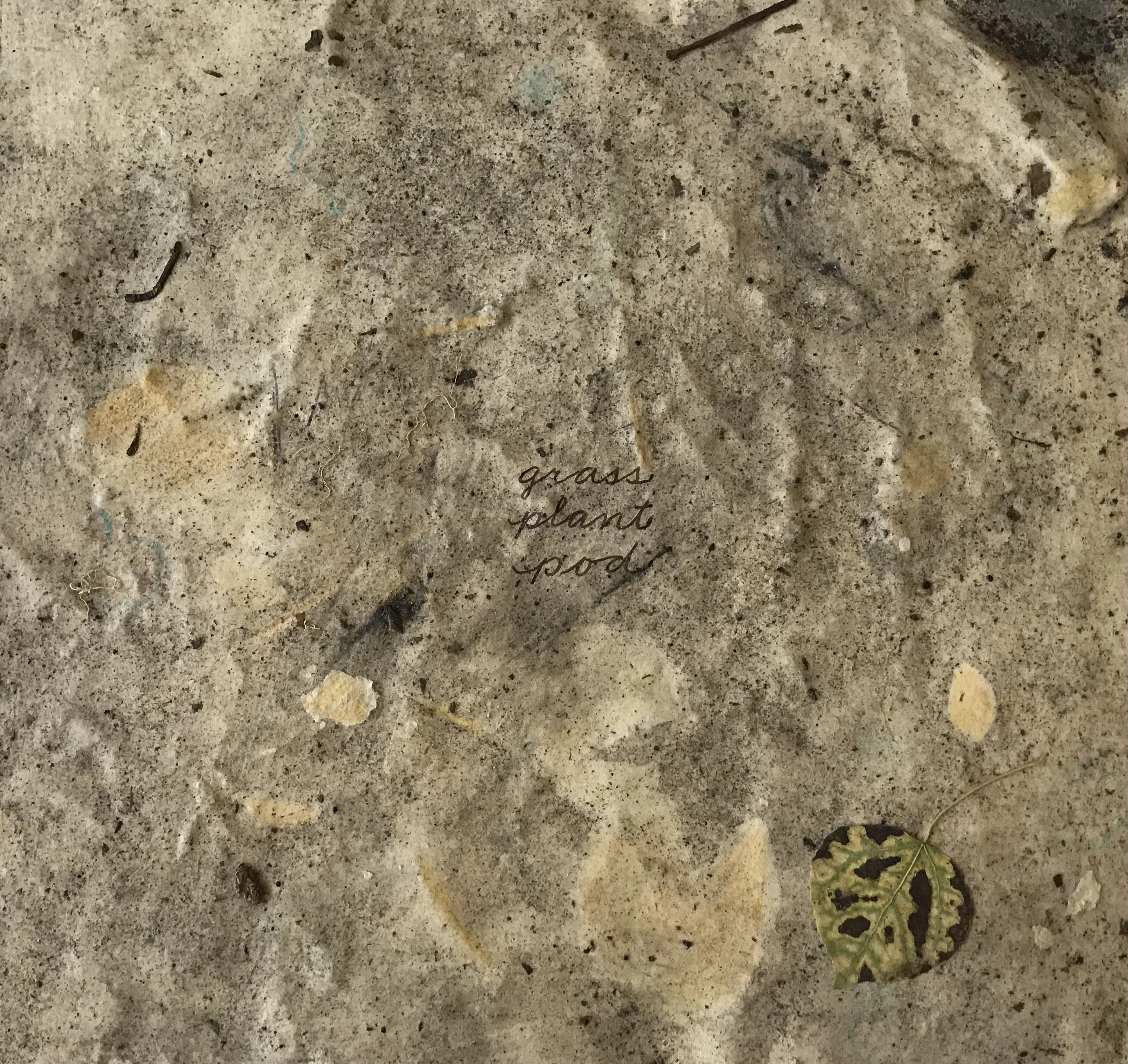 grass plant pod.jpeg