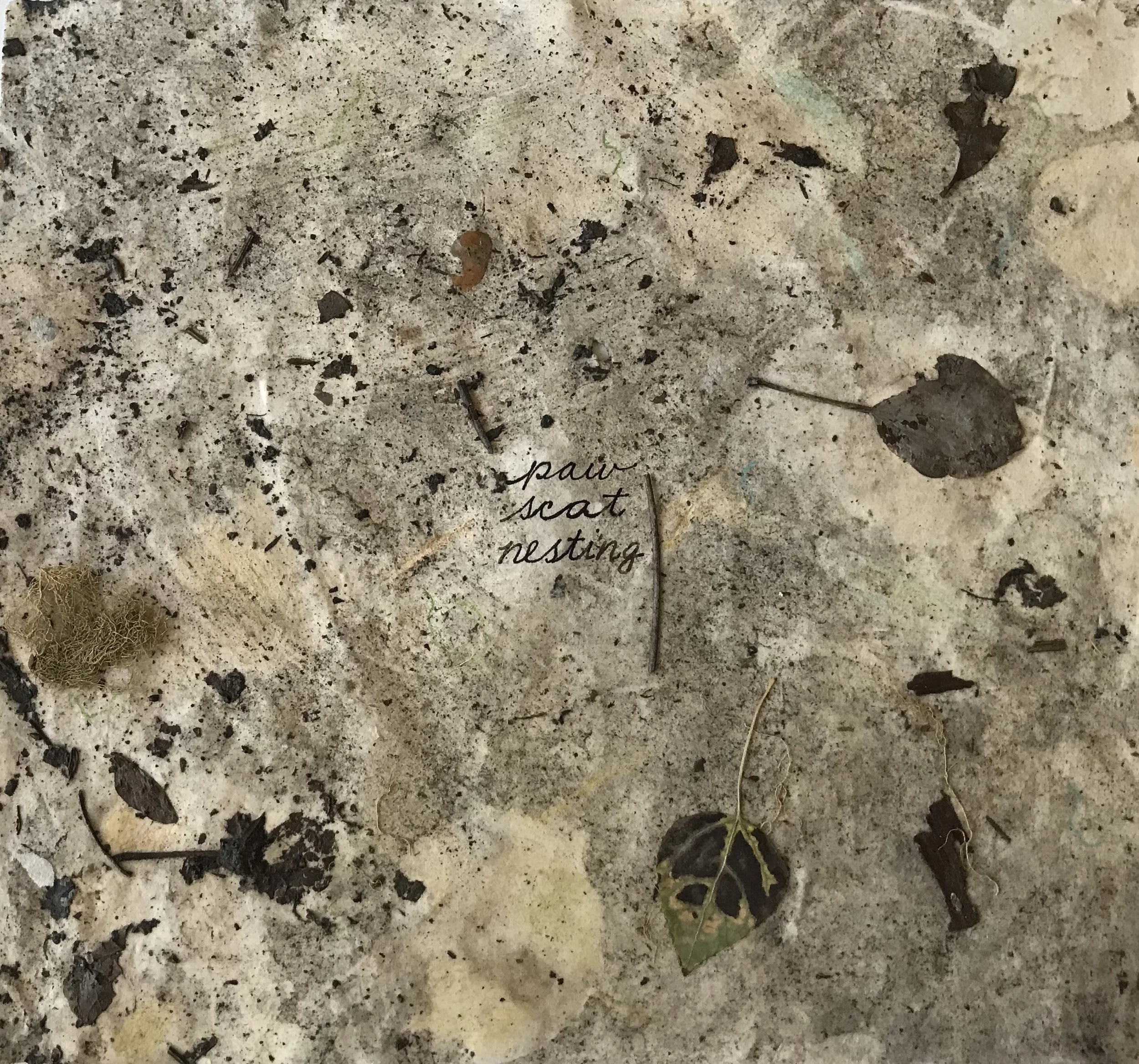 paw scat nesting.jpeg