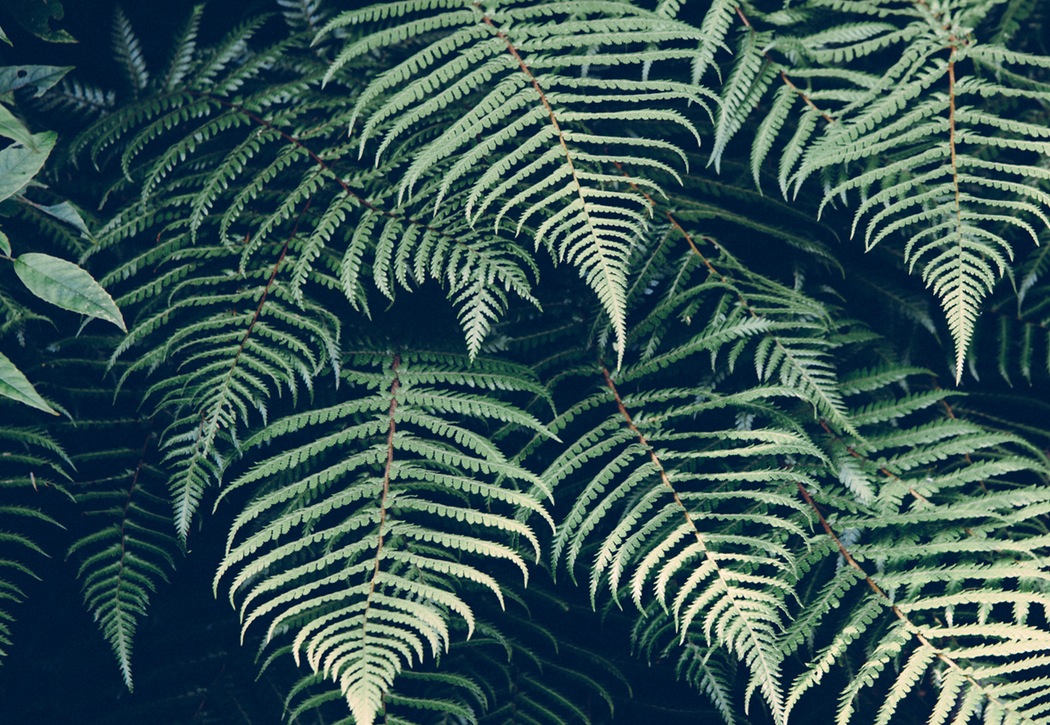 ferns.jpeg