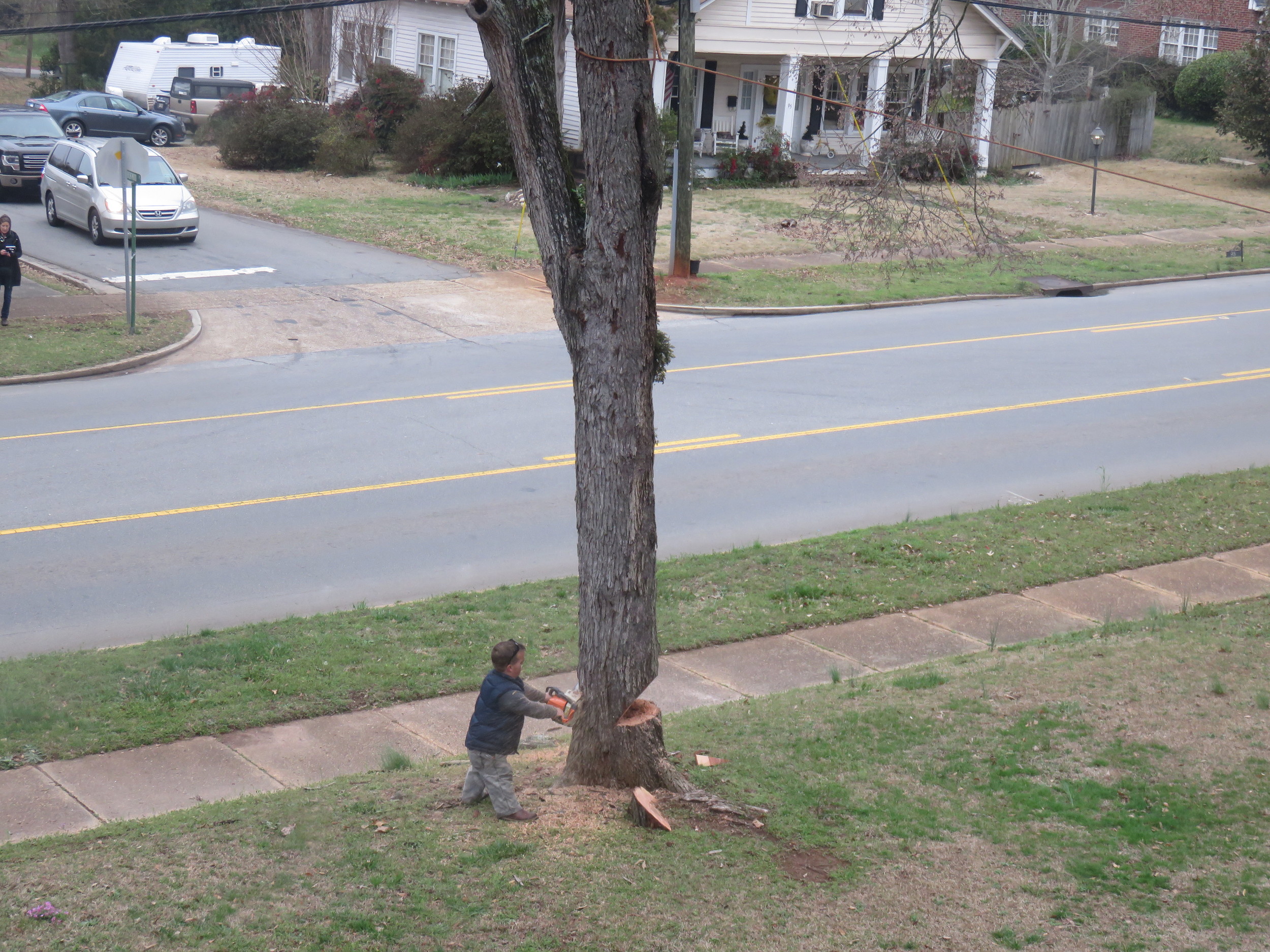   Trent attempting to cut down a tree  