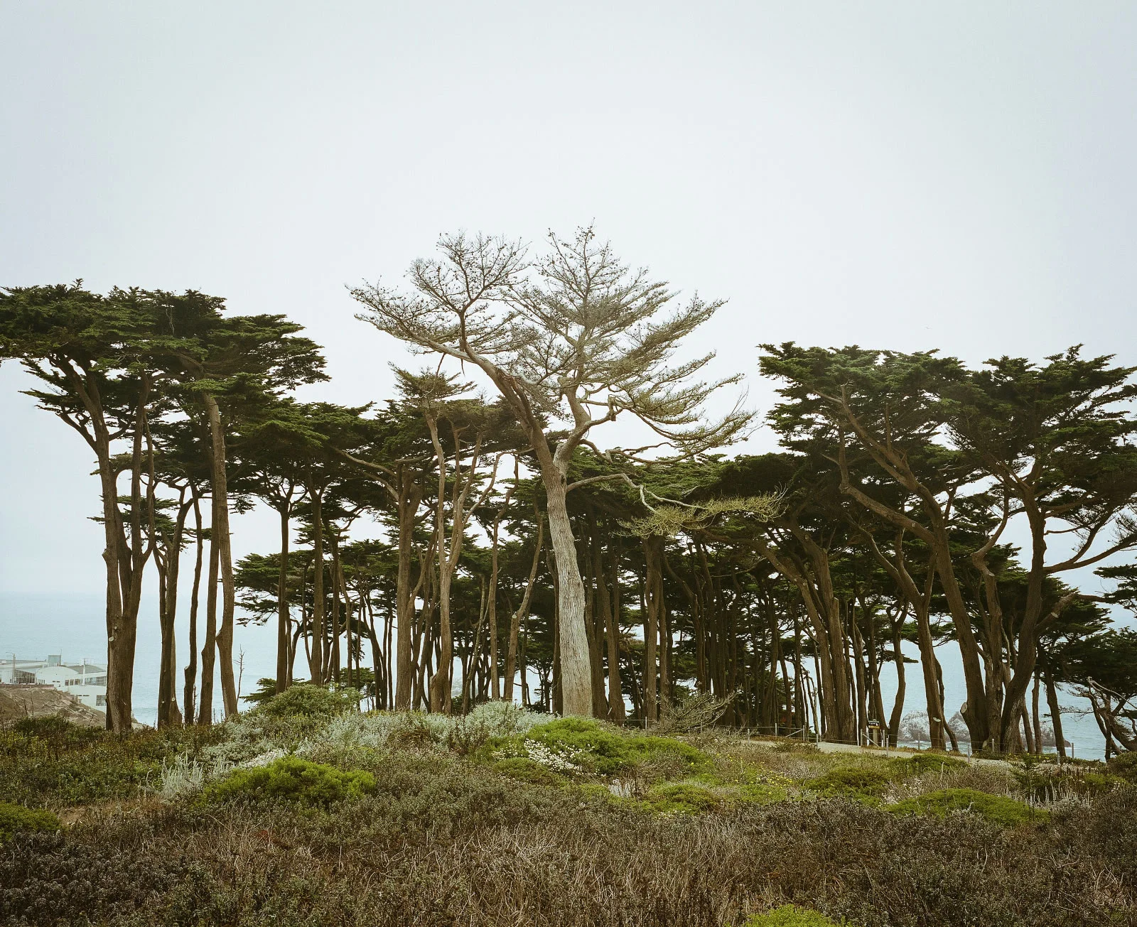 Cypress Trees - Jared Chambers.jpg