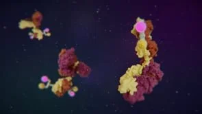 Sedoff Epperson - Antibody-Loop