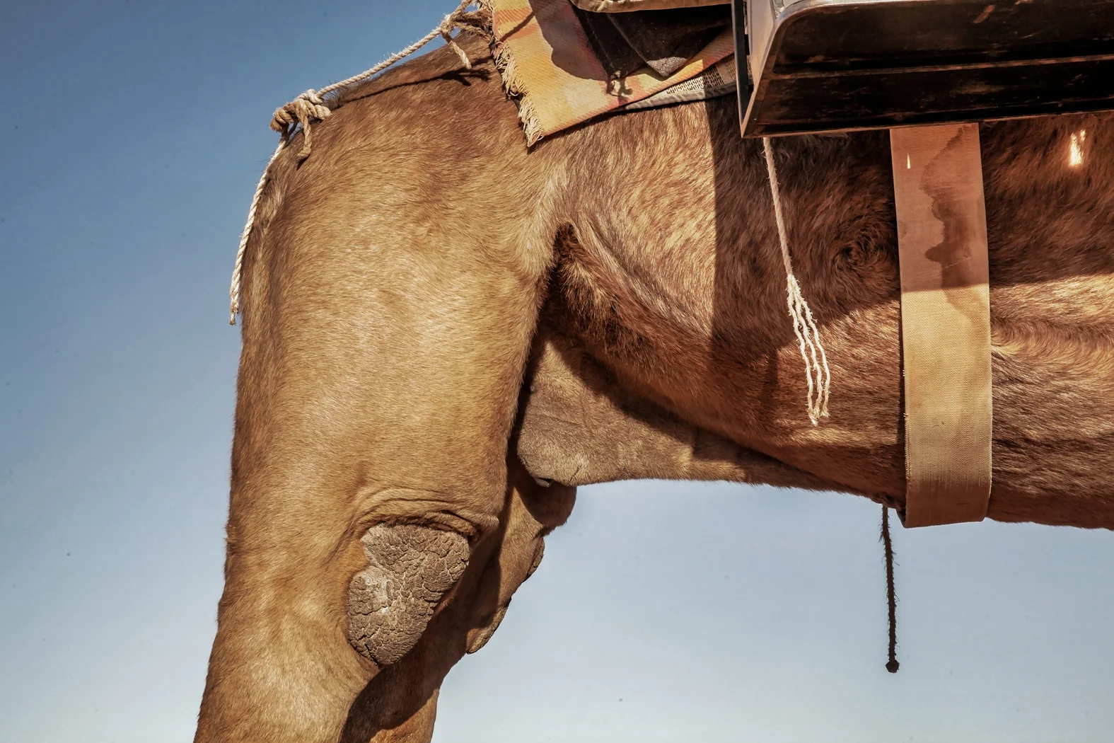 CAMEL TREK -ThomasWielecki- 045.JPG