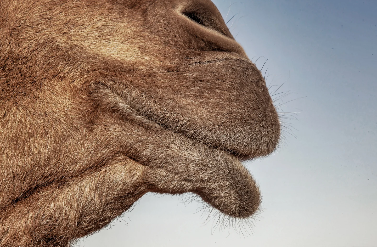 CAMEL TREK -ThomasWielecki- 049.JPG