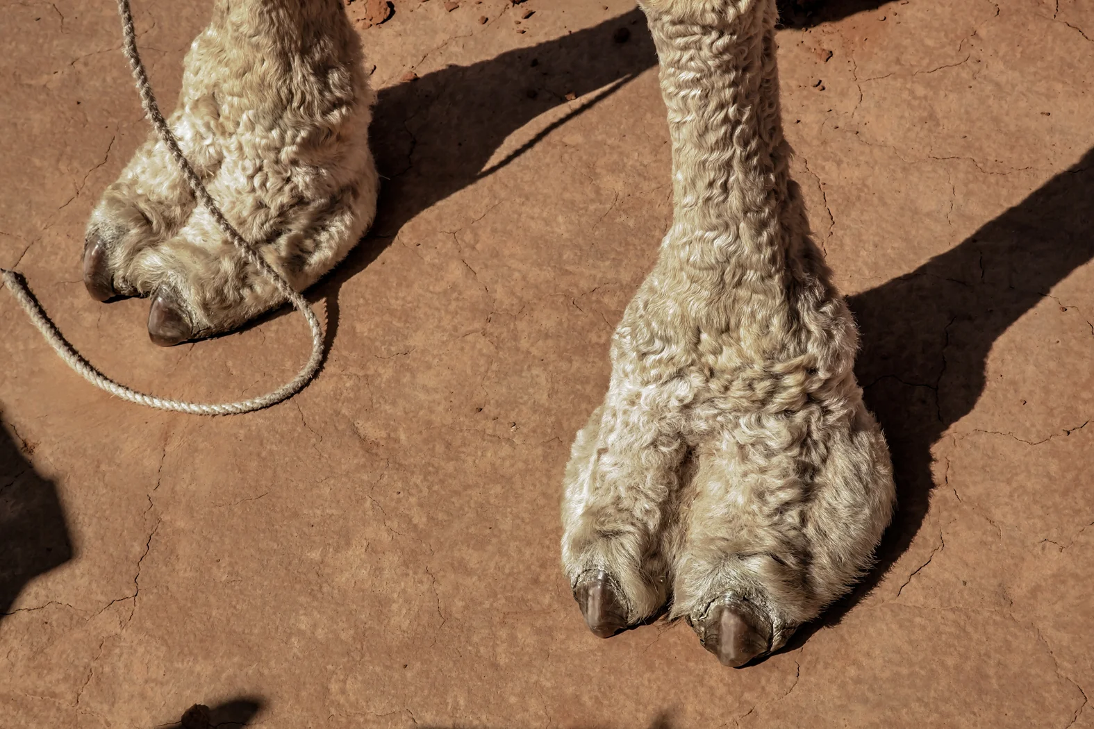 CAMEL TREK -ThomasWielecki- 054.JPG