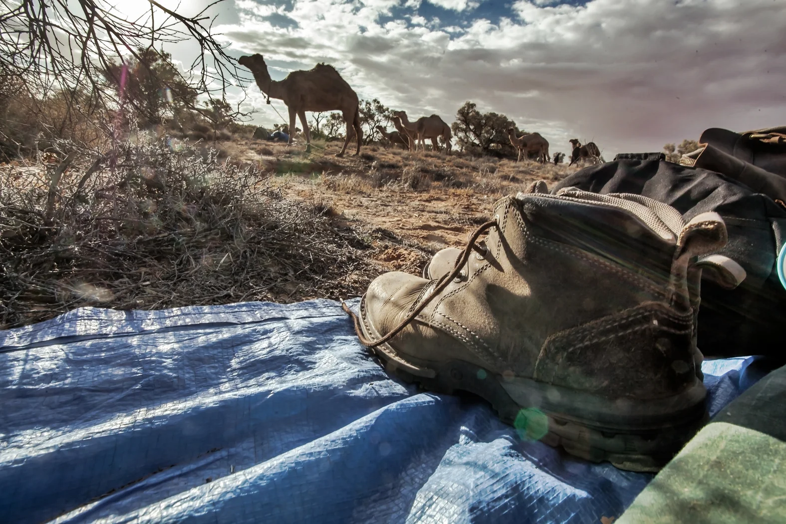 CAMEL TREK -ThomasWielecki- 150.JPG