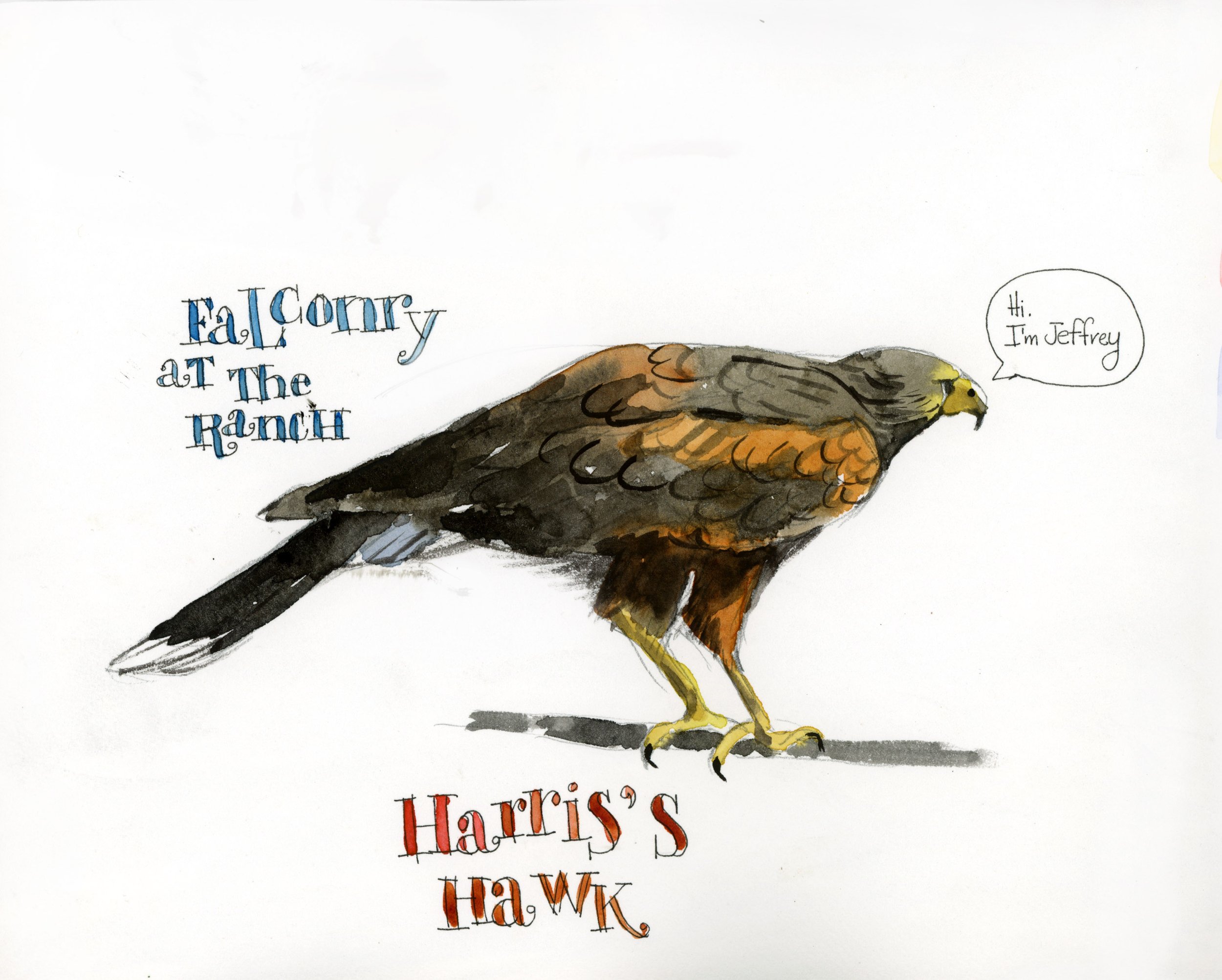 Tucson_HarrisHawk.jpg