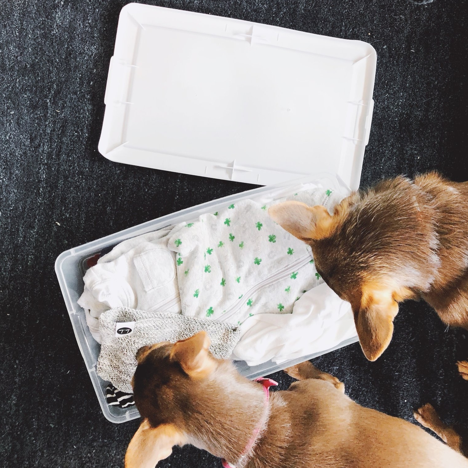Babedate: 7 weeks
