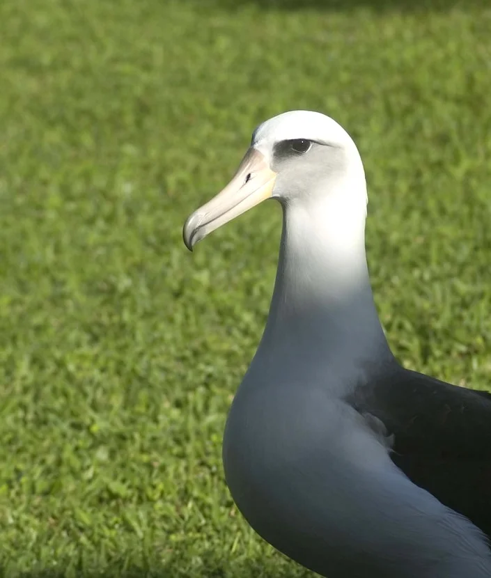 Adult Albatross