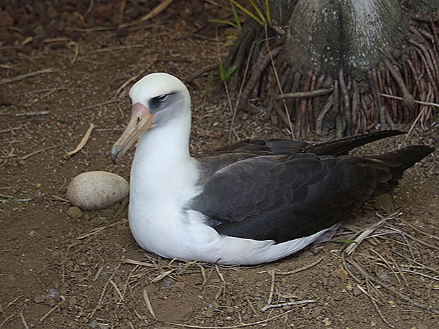 5. Another nest this year belongs to a female/female pair, KP251 and KP517. Four years ago their egg was fertilized and they raised a chick named Winslow. But in the last two years their eggs have been bad. This year, both females laid an egg. Since they know they can only incubate one egg, they discard one, seen to the left of the adult sitting on the other egg. 