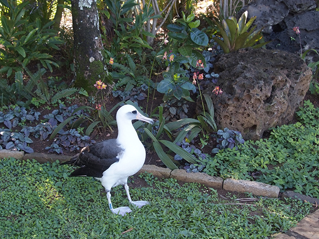 14. Another returning chick, hatched in 2006, is named Princess. Although she is breeding age, she has not yet found a suitable mate. LAST SLIDE