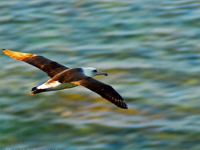 1. The nest count this year is only about one half of last year, when we saw 12 chicks hatched in the neighborhood. This year we only have 11 nests. Given the average success rate for hatchings, we expect only 4 to 5 chicks will be hatched. This drop is cyclic, probably tied to El Nino.