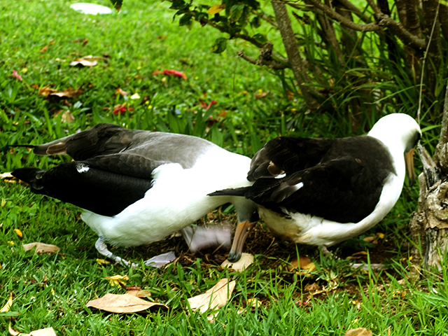 5. The returning male is actually pushing the female with his head to force her to leave the egg. She is reluctant to give up control.