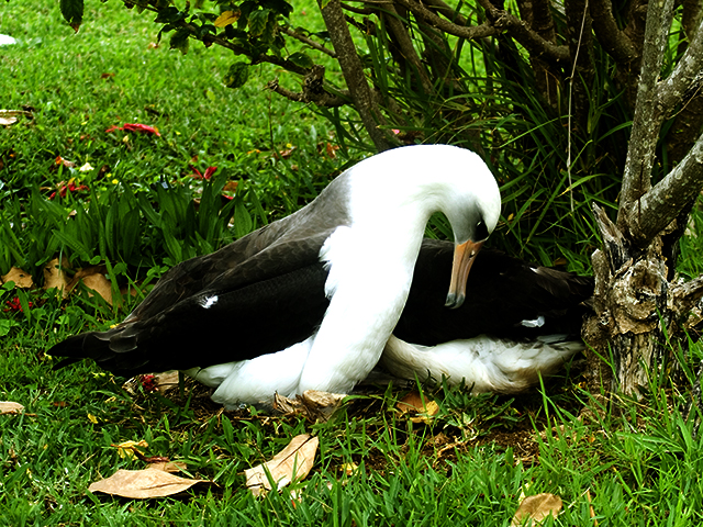 7. The male now lowers himself over the egg to start his duties. 