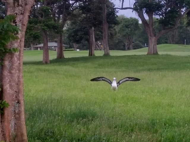 13. Richard Burrows (visitor from Sydney, Australia) contributed this photo of a chick on the golf course spreading its wings, getting a feel for how the wings work with the wind. While they may hop into the air, they will not actually fly until their fledging date, their first flight. LAST SLIDE