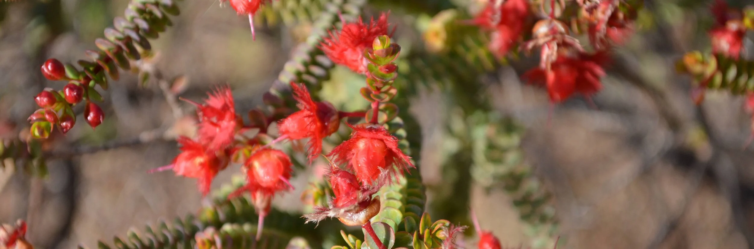 redgreen flower close 1.jpg