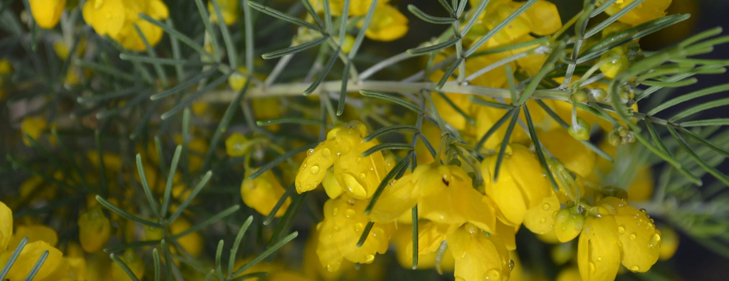 greenyellow flower 0.jpg