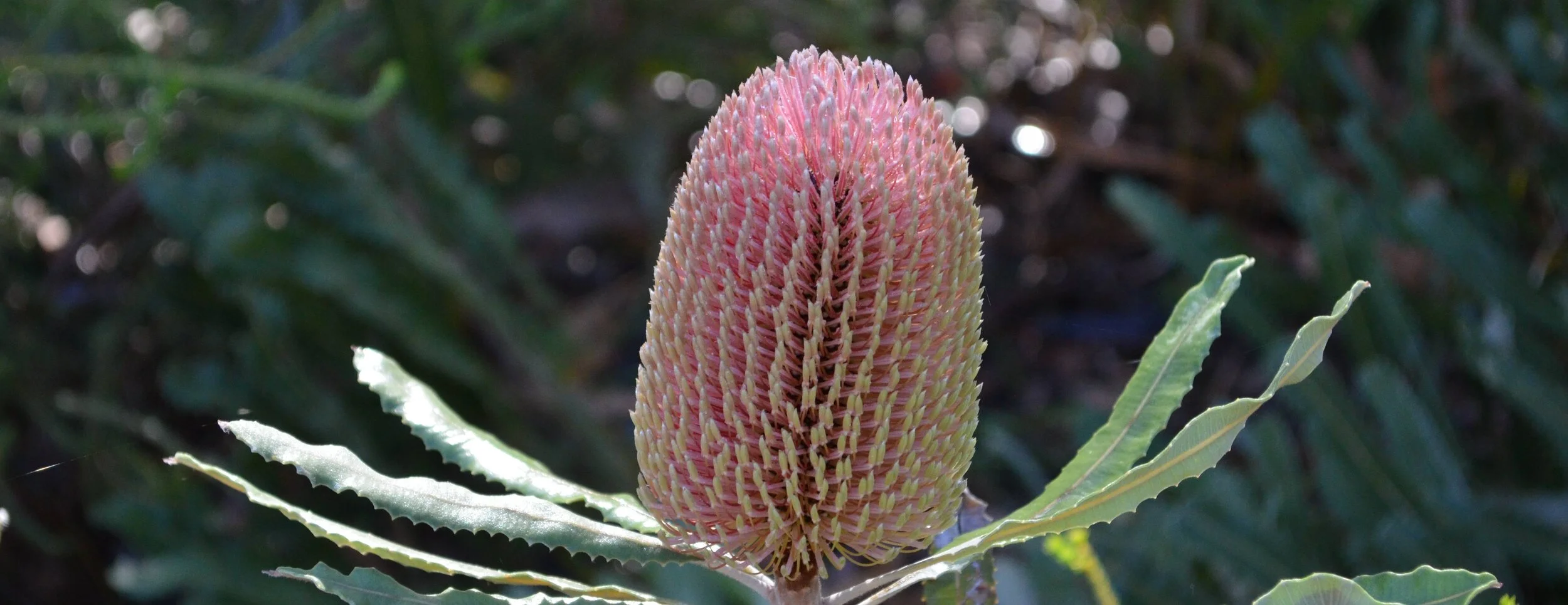 pink flower 0.jpg