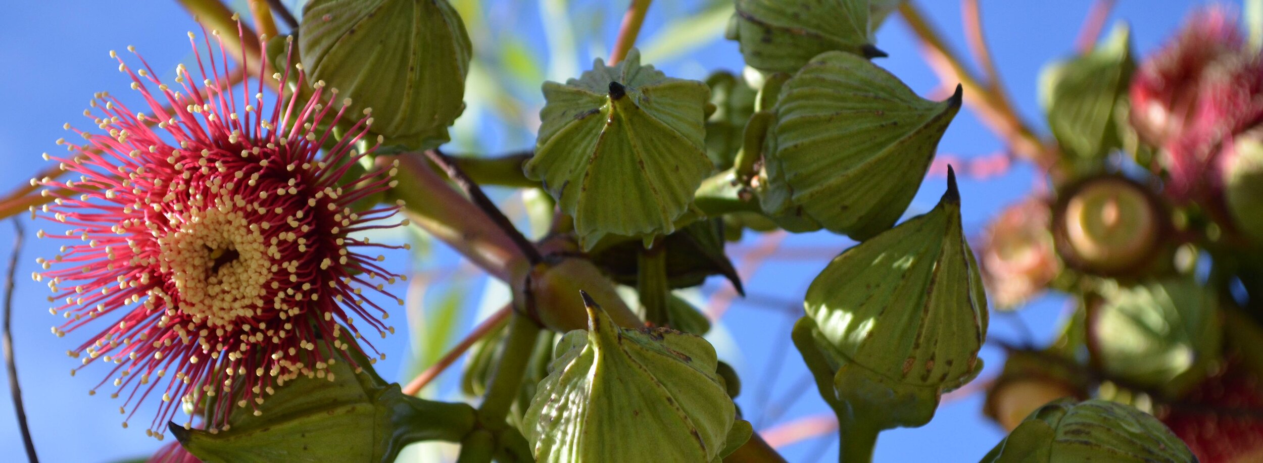 greenpink flower 0.jpg