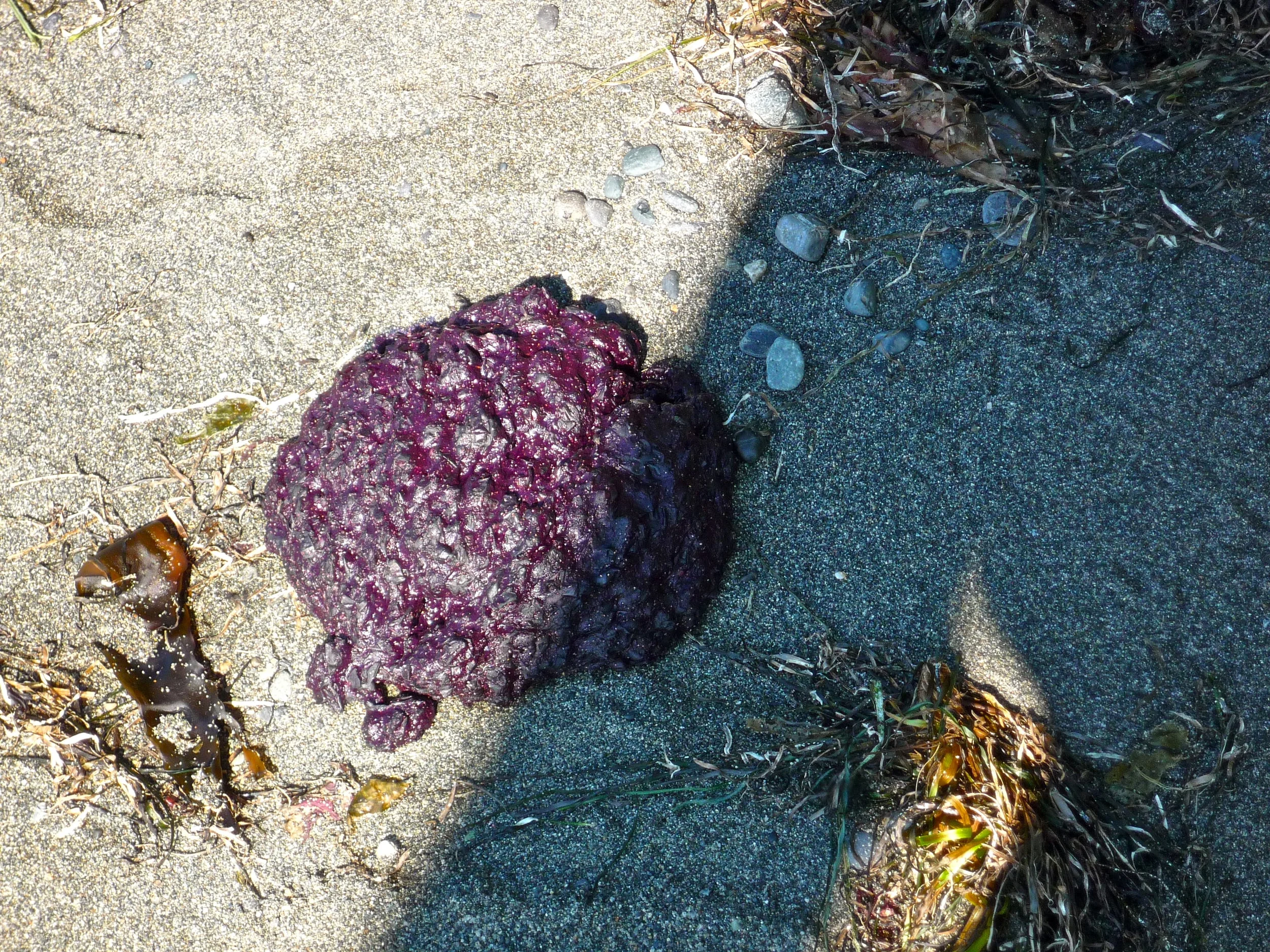 A large fresh bear poop. Interesting diet.