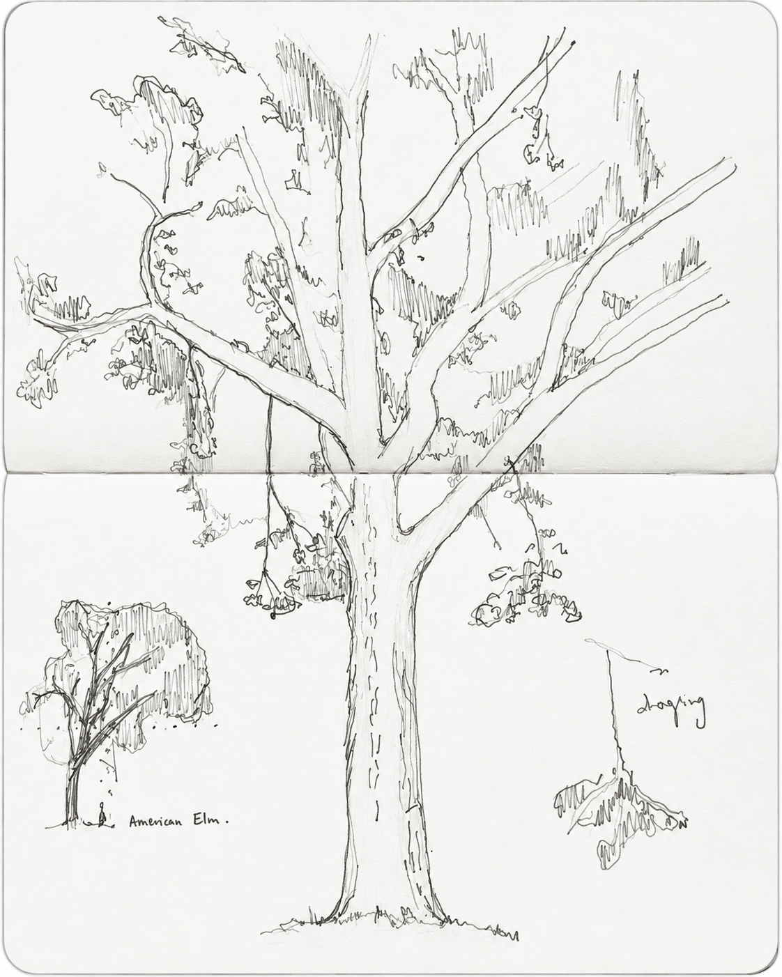 SK_American Elm.png