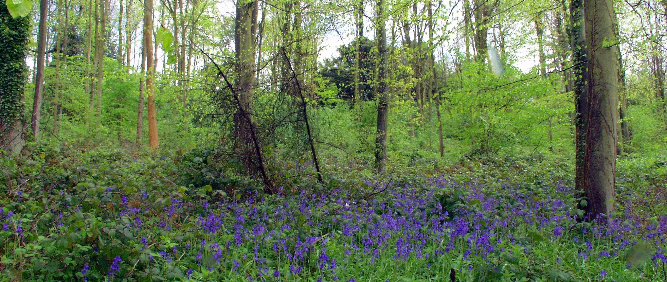 Forest+Profile.jpg