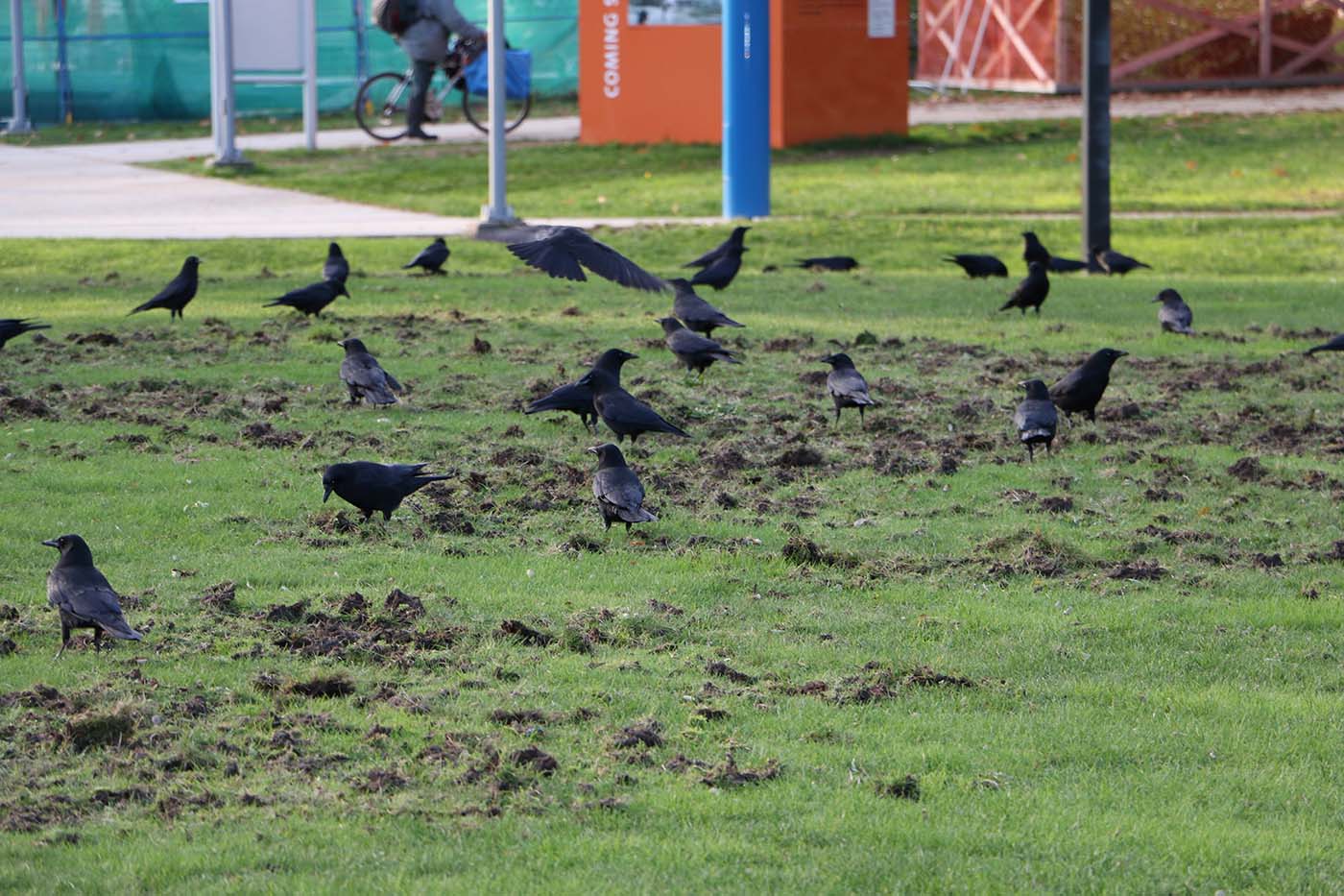 TURF: The Solution to Chafer Beetles