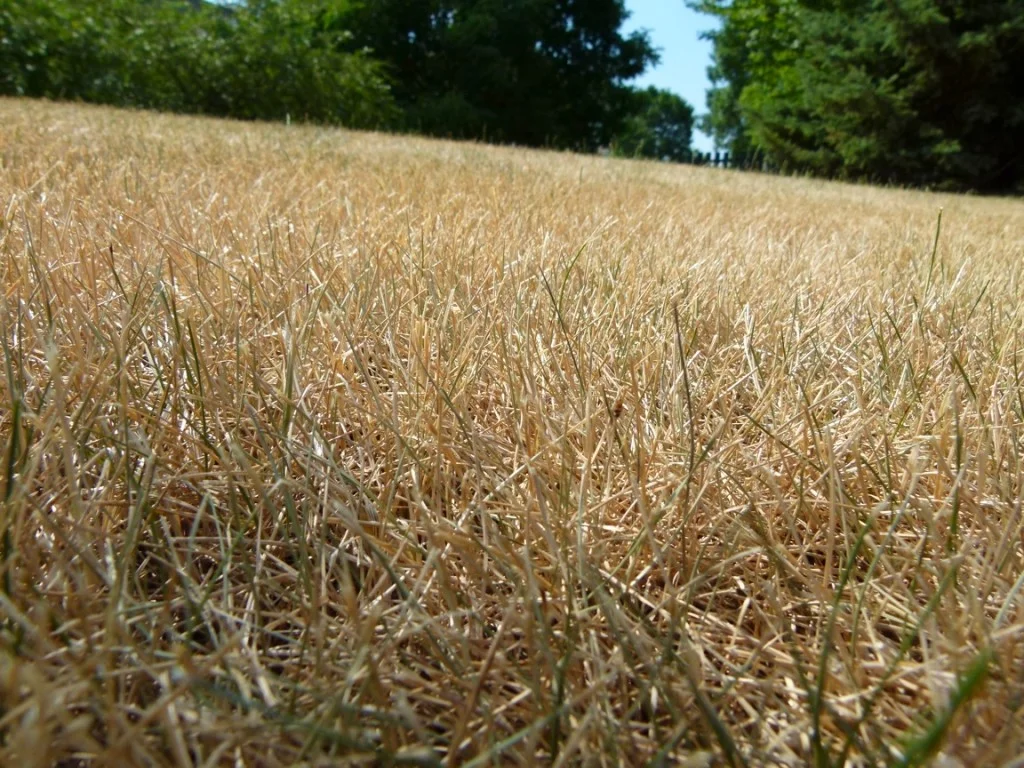 The Greenest Lawn Solution