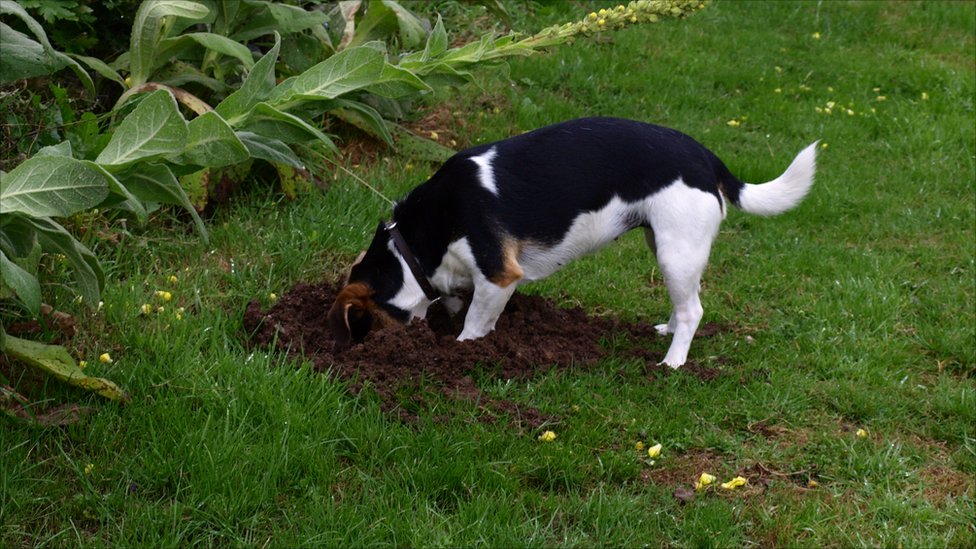 dog-digging.jpg