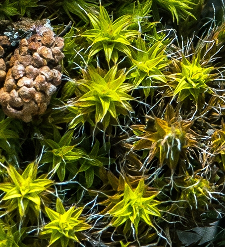 Mosses celebrate the wet and cool conditions of early Spring.