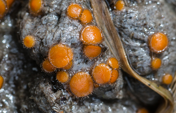 ( Cheilymenia stercorea) specializes in growing on Mule Deer scat.