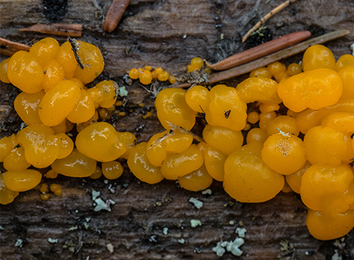 Orange Witches Butter is an early Spring fungus that grows on conifer wood.