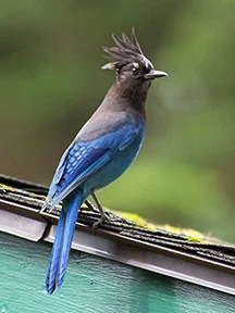 A Steller's Jay perches atop one of the Lodge's cabins.