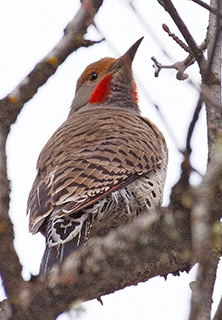 Northern Flickers are considering taking a room in one of the big snags in the Lodge's wetlands.