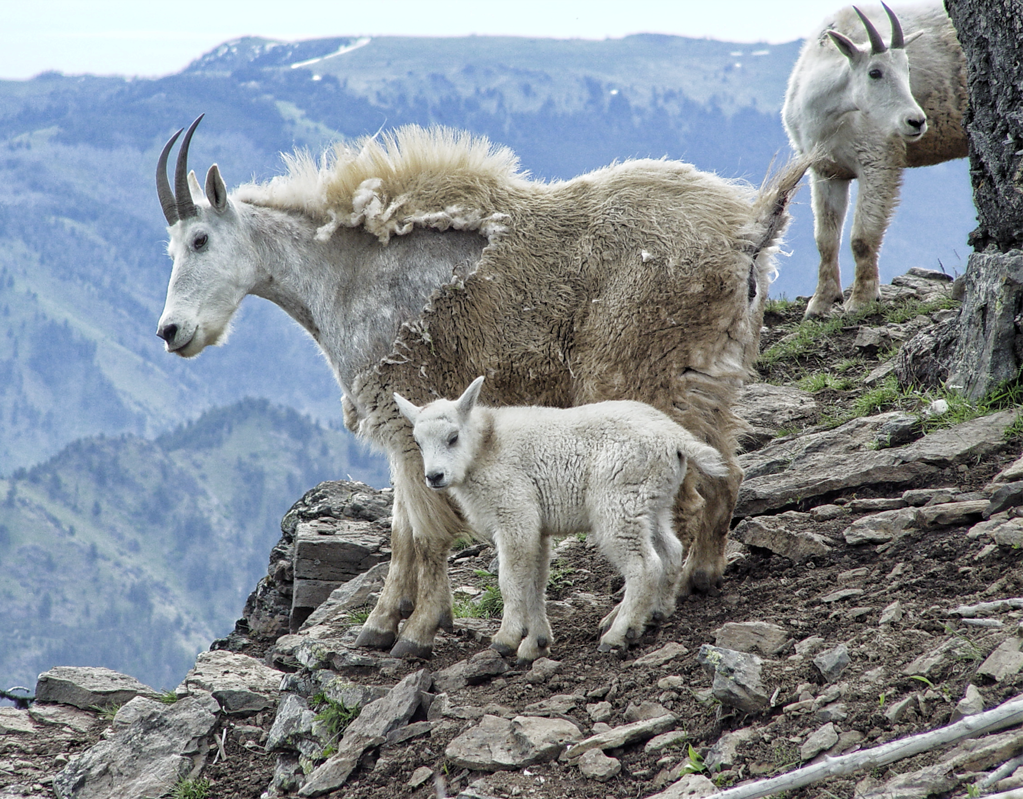 Thursday Speaker Series: Restoration of Mtn. Goats in Oregon