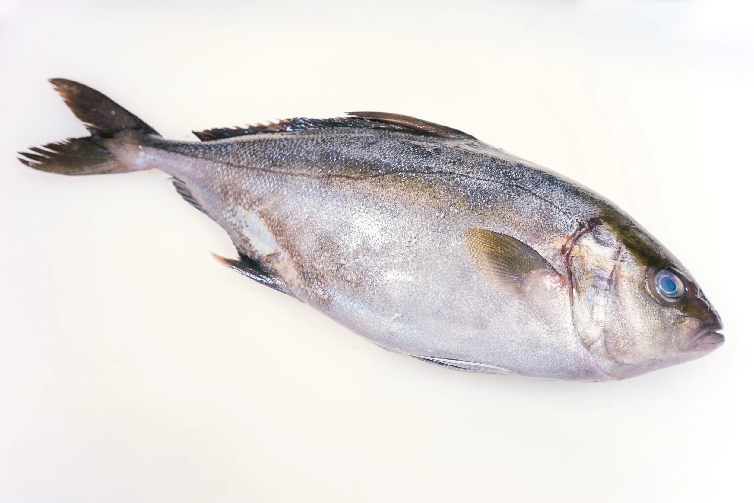 日本語 Crystal Fish Sushi