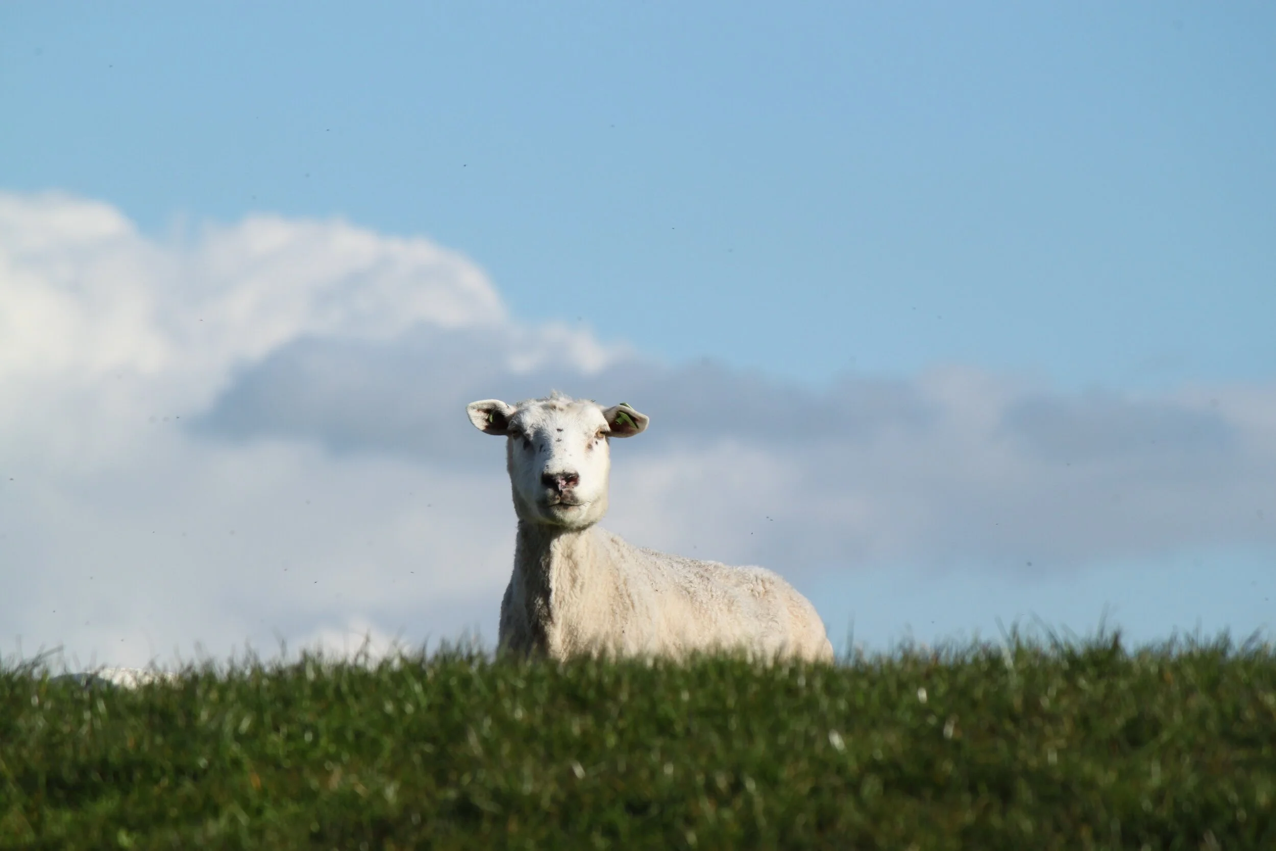 lost and found Saint Luke devon.jpg