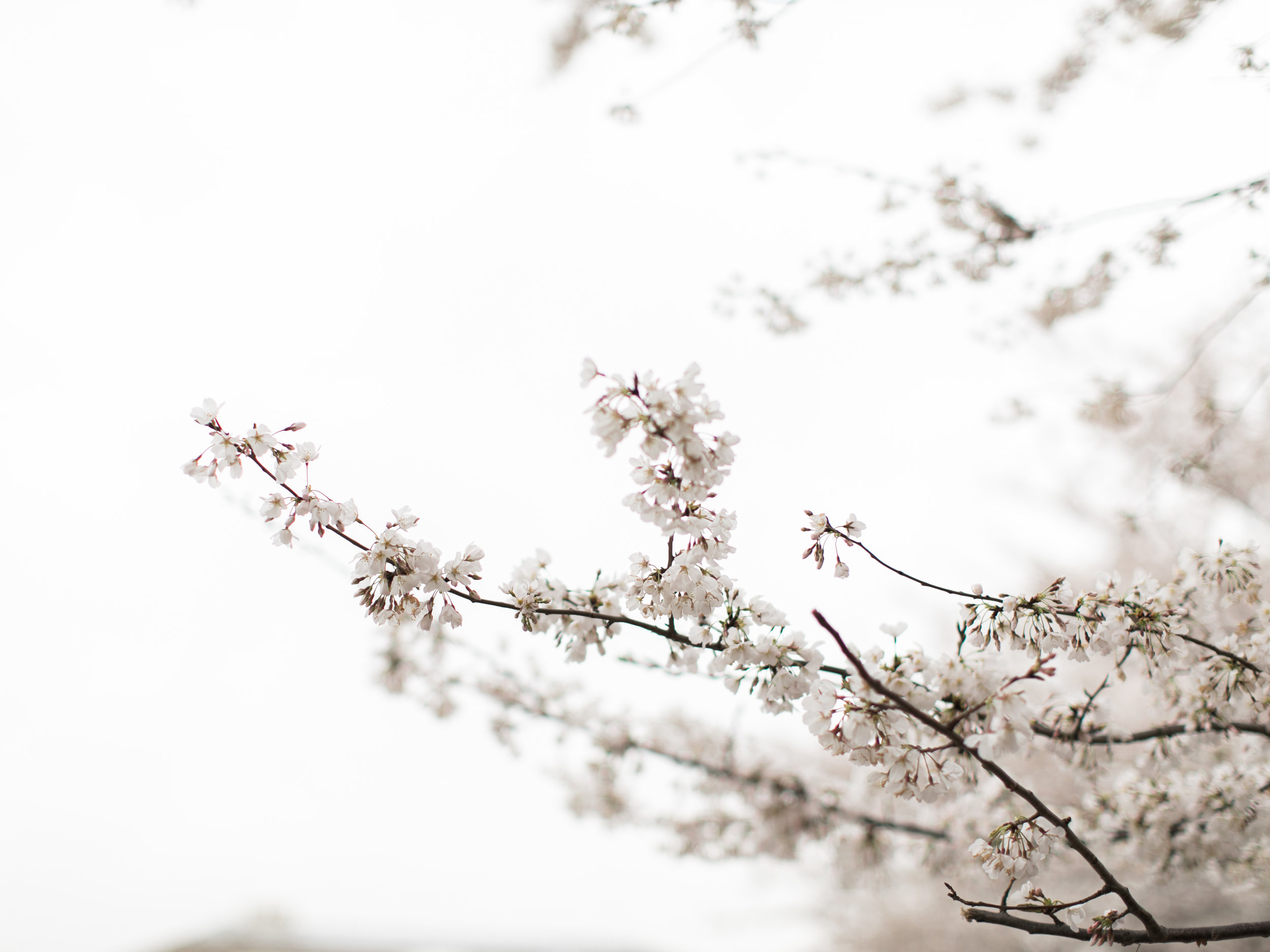Cherry Blossom Engagement Session – Asher Gardner Photography