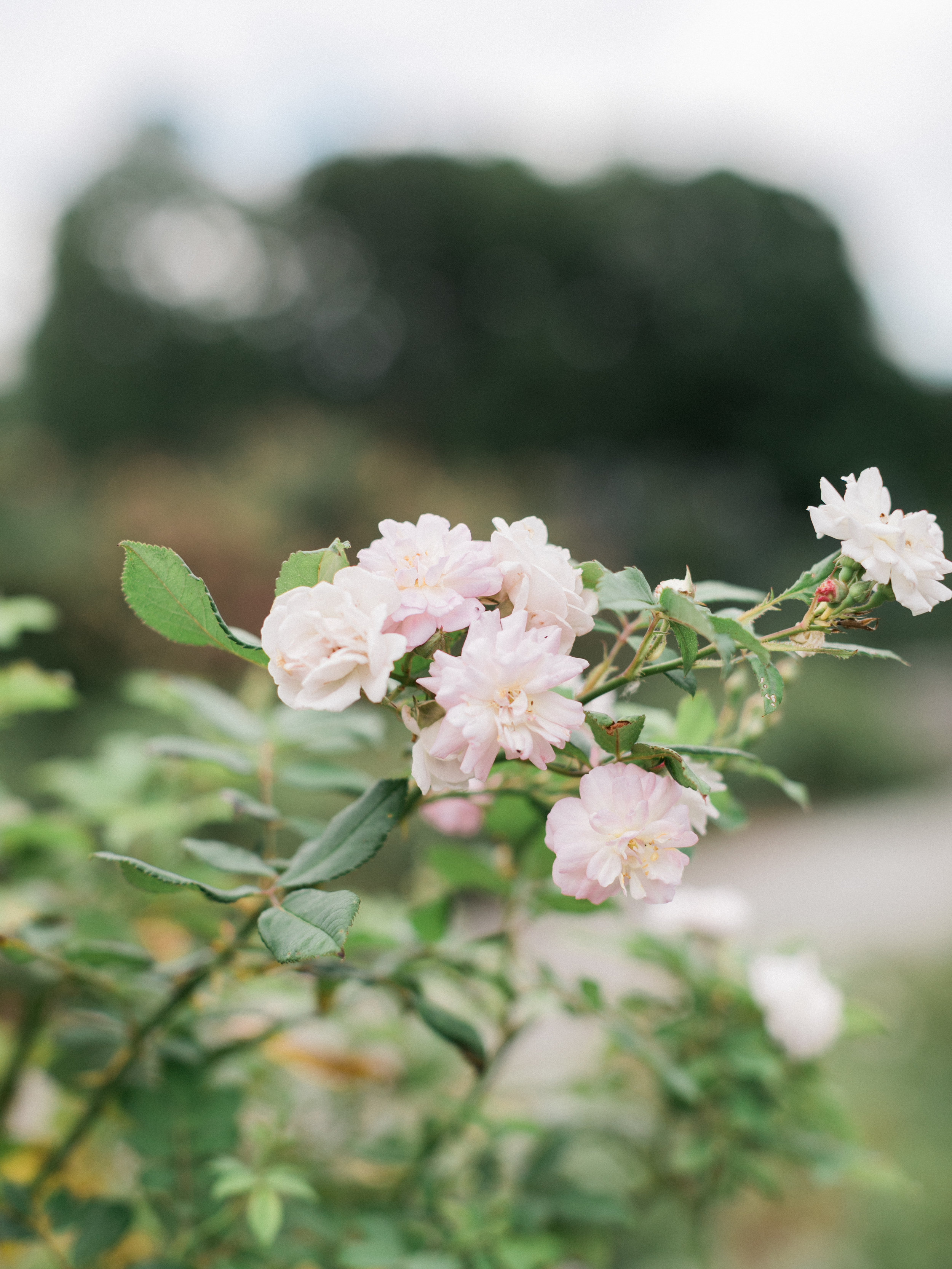 asher-gardner-botanical-garden-00256.jpg