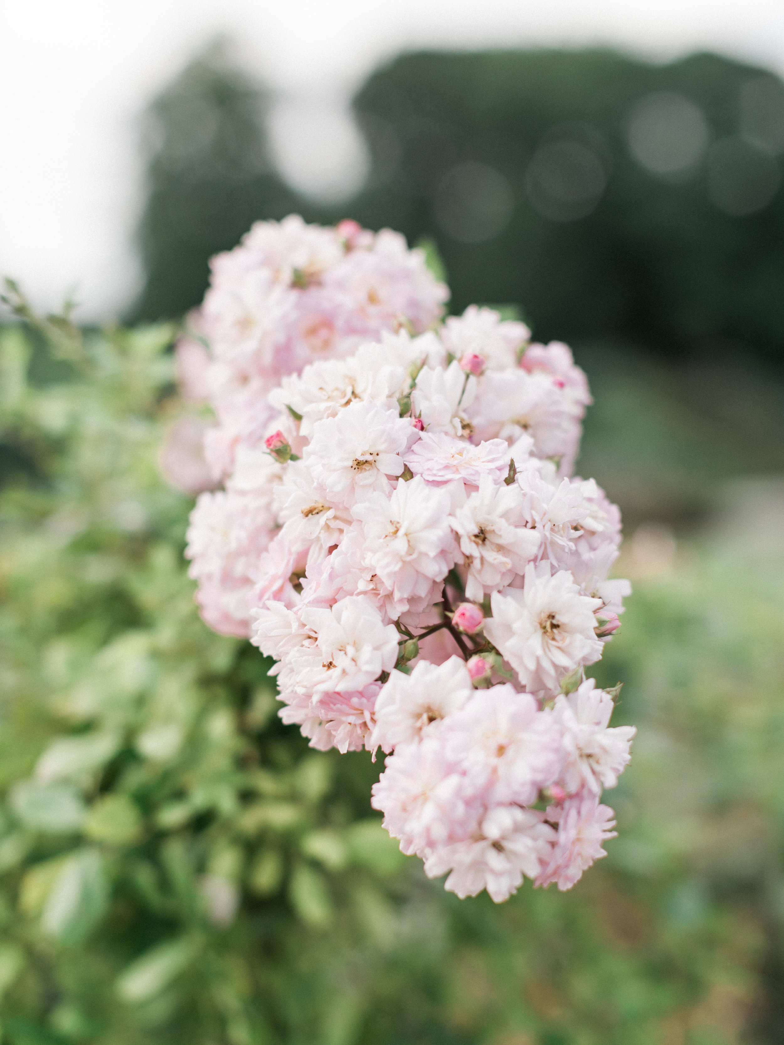 asher-gardner-botanical-garden-00414.jpg