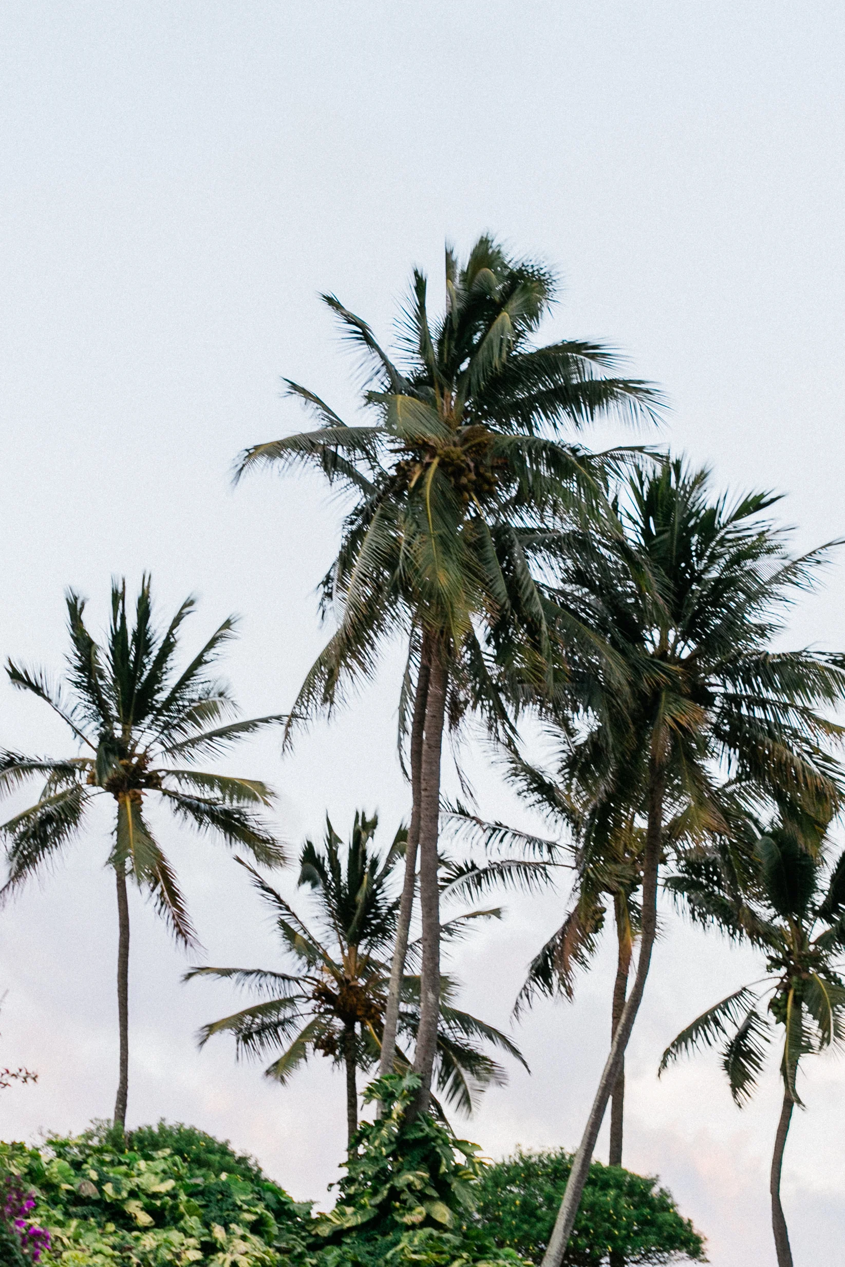 asher-gardner-hawaii-engagement-00017.jpg