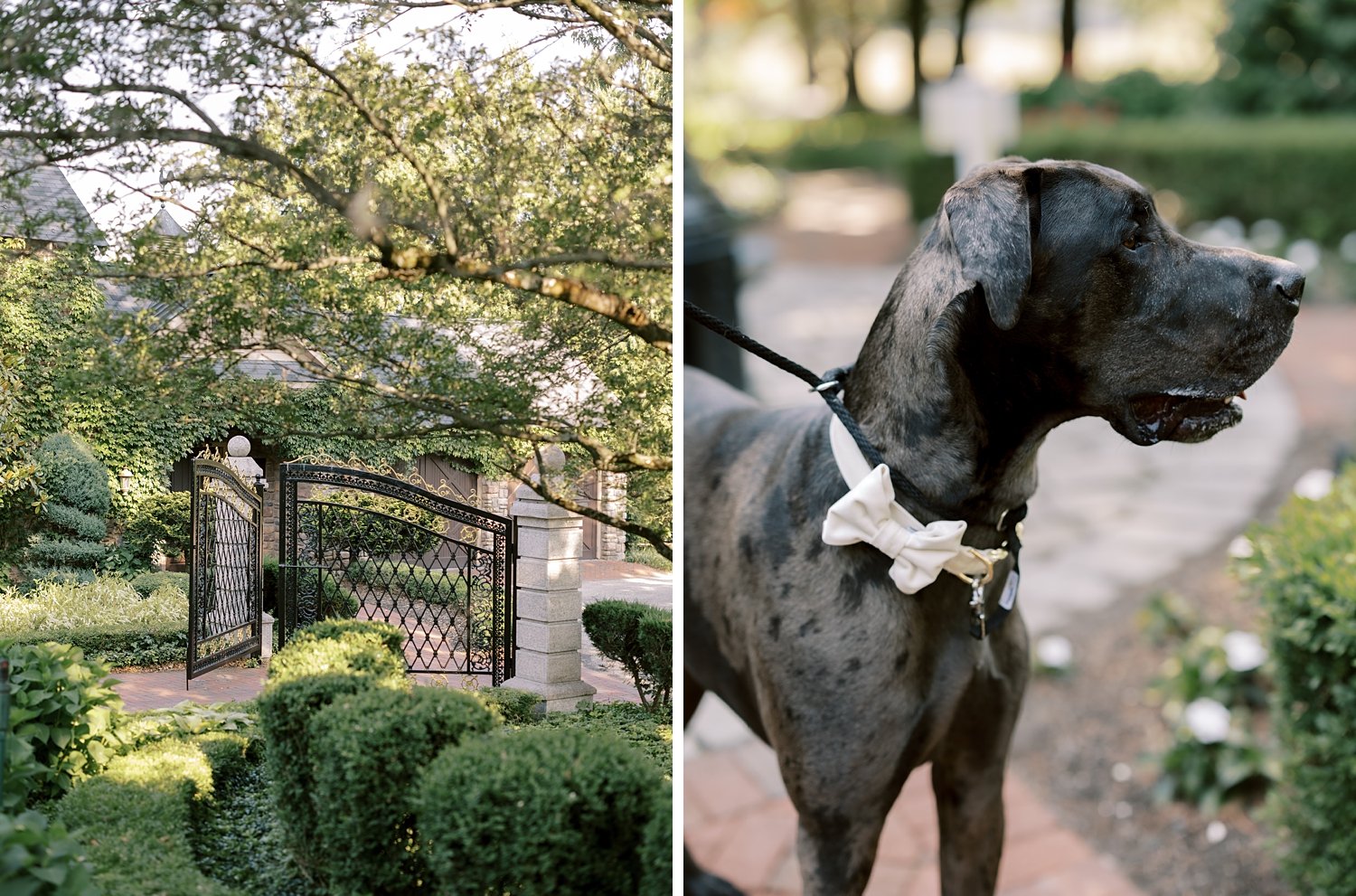 Great Dane stands in white bowtie outside the Ashford Estate