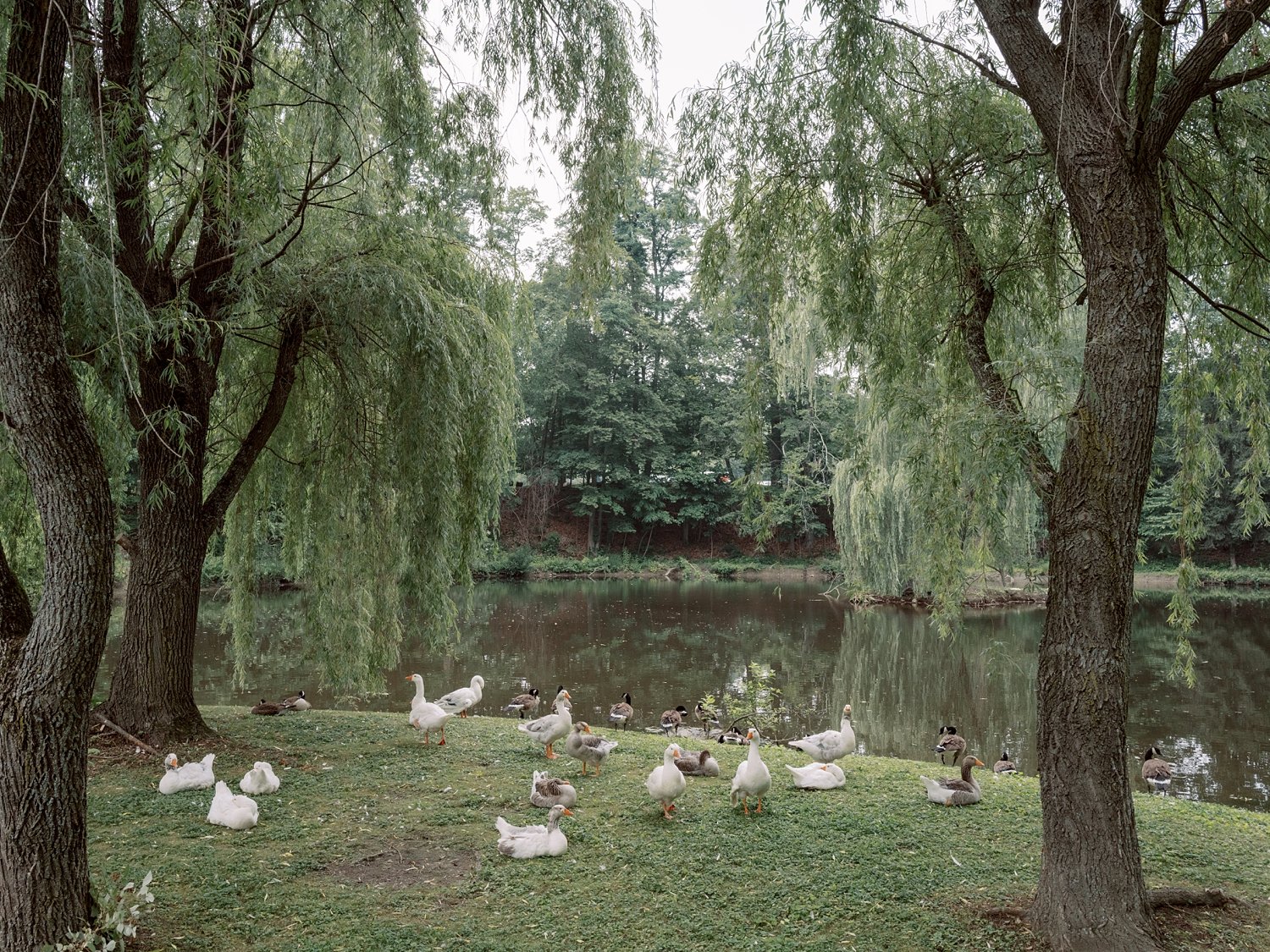 ducks walk around weeping willows at the Buttermilk Inn &amp; Spa