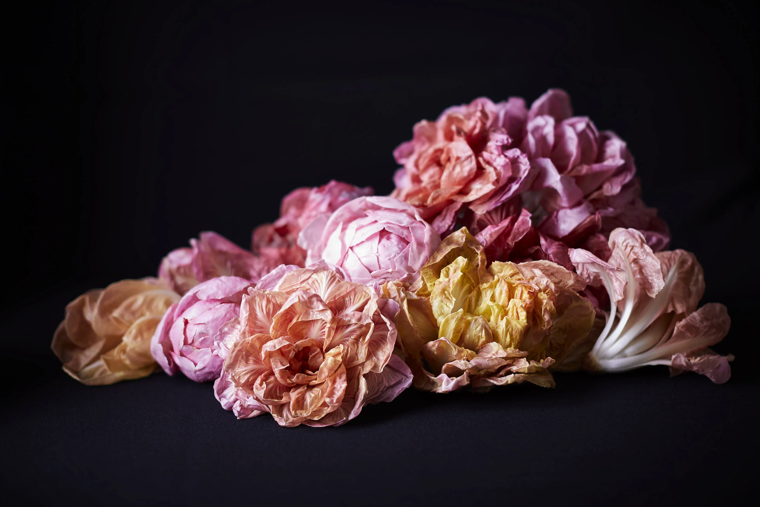 TOM_REGESTER_FOOD_PHOTOGRAPHER_190307_PINK_RADICCIO_VAN_0119_2.jpg