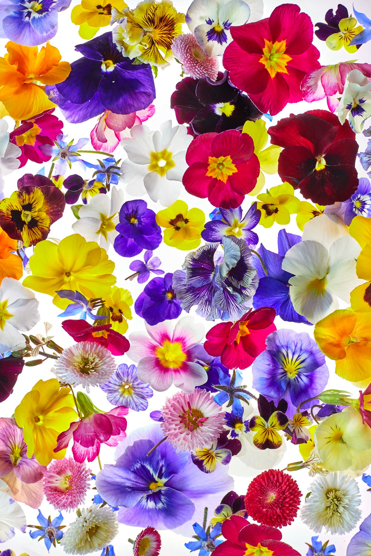TOM_REGESTER_FOOD_PHOTOGRAPHER_170420_EDIBLE_FLOWERS_7411.jpg