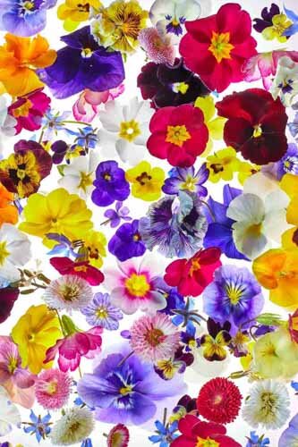 TOM_REGESTER_FOOD_PHOTOGRAPHER_170420_EDIBLE_FLOWERS_7411(1)-24-104.jpg
