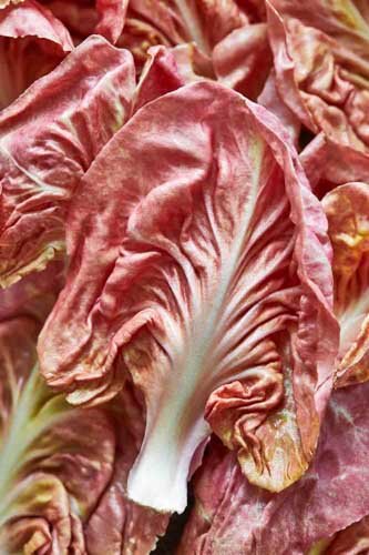 TOM_REGESTER_FOOD_PHOTOGRAPHER_190222_PINK_RADICCIO_0585_5.6(1)-74-82.jpg