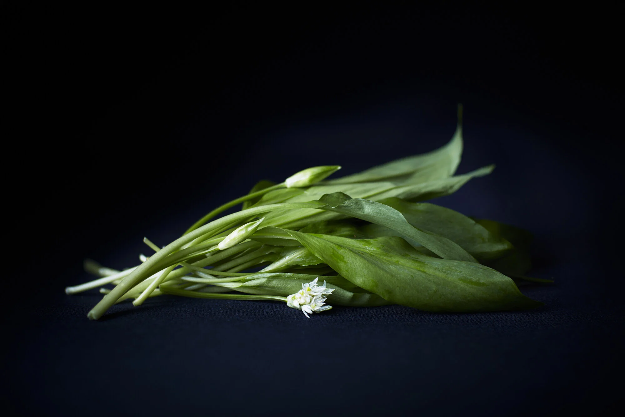 96_TOM_REGESTER_FOOD_PHOTOGRAPHER_160331_WILD_GARLIC_1683_2-.JPG