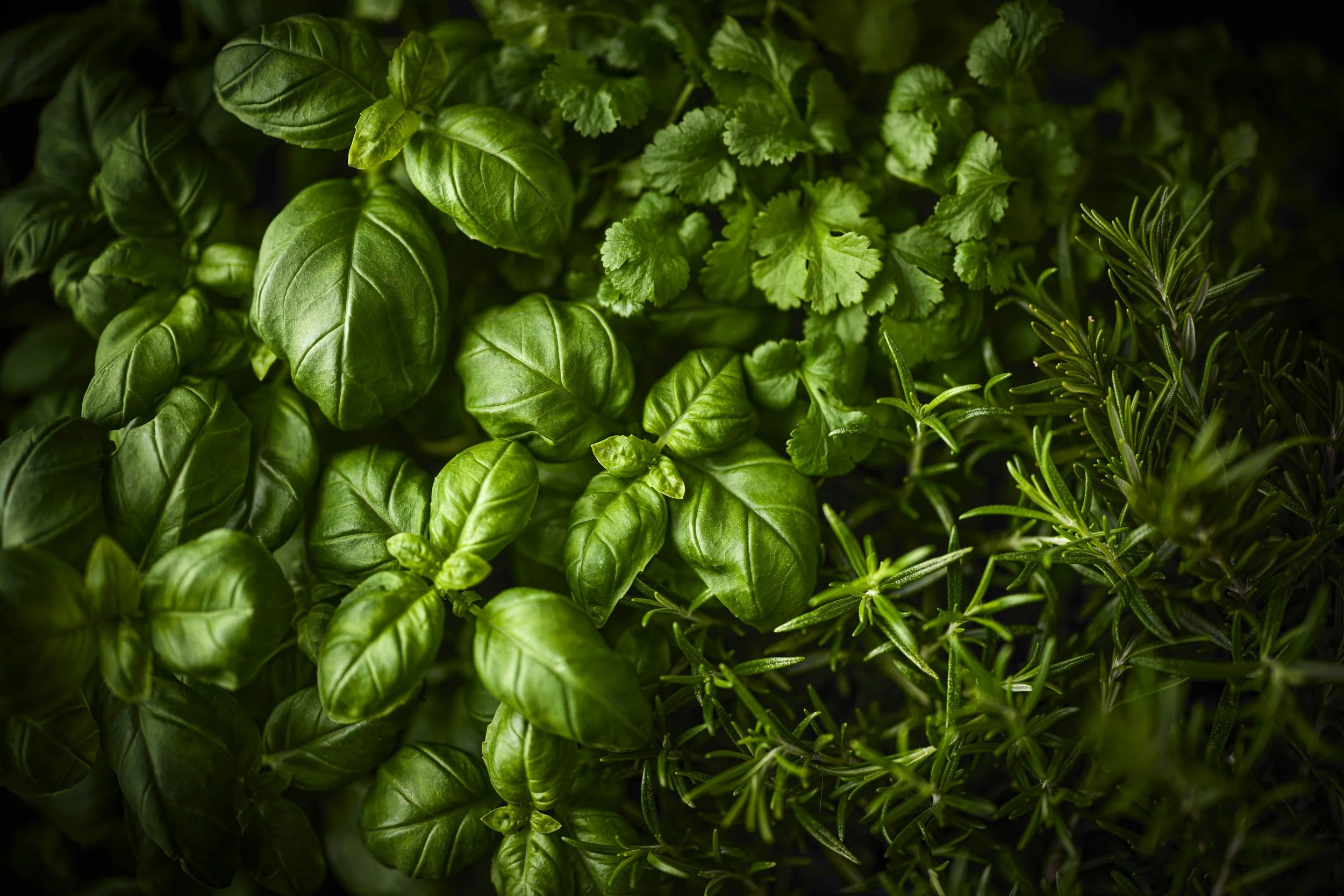 TOM REGESTER_07770600188_DARK_00589628,29092888,00734899,00589628_POS_lemon grass, basil, rosemary, coriander brand TR.jpg